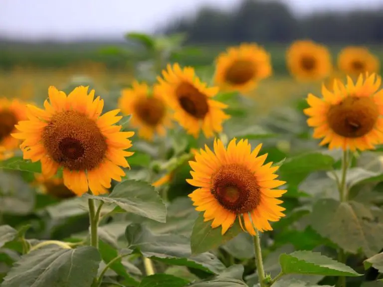 Do Dwarf Sunflowers Return the Next Year? Exploring the Annual Cycle of Dwarf Sunflowers