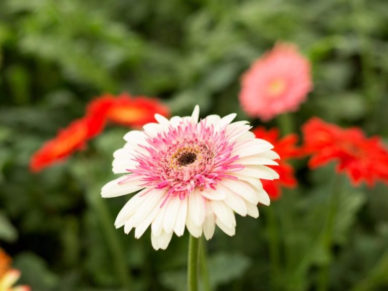 Are Gerbera Hardy? A Guide to Understanding Gerbera’s Hardiness