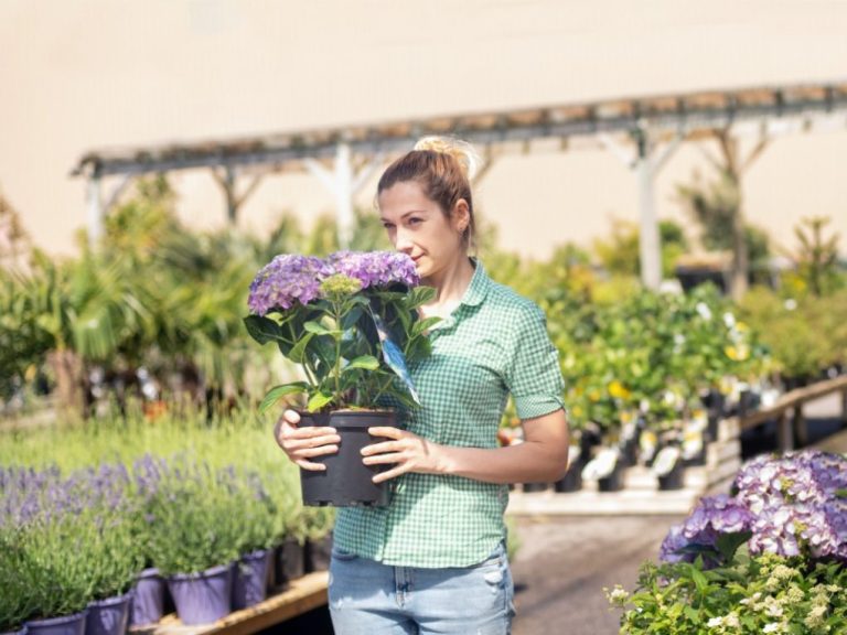 Does Hydrangea Smell Good? A Comprehensive Guide to Its Fragrance