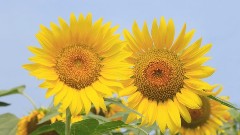 Giant Sunflower: Growing Tips and Benefits