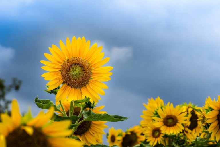 World Record: Tallest Sunflower Ever Grown