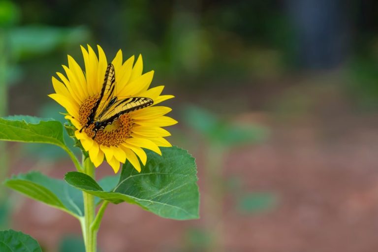 Do Sunflowers Have Nectar: Exploring the Nectar Production of Sunflowers