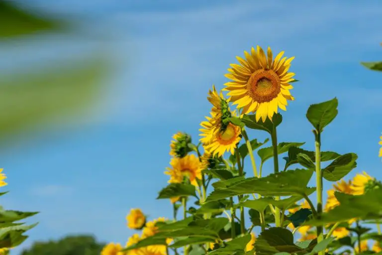 Will Sunflowers Regrow After Being Cut: What You Need to Know About Sunflower Growth