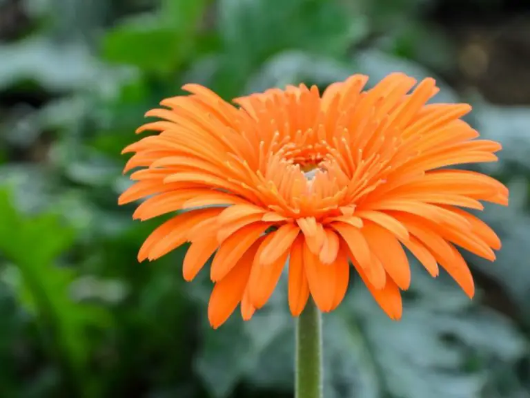 ​​How to Identify a Gerbera Daisy: Tips and Tricks for Easy Recognition