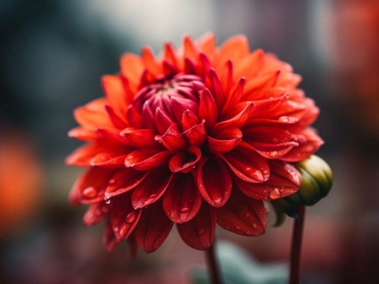 Why Are My Gerbera Daisies Drooping: Common Causes and Solutions