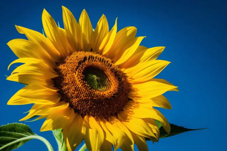 Will Sunflower Petals Grow Back: Exploring the Regeneration of Sunflower Flowers