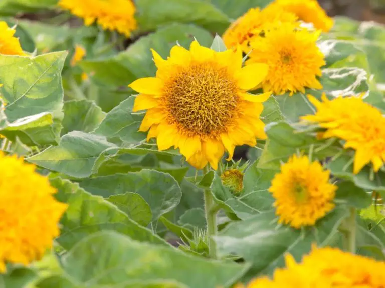 How Long Do Dwarf Sunflowers Last? A Guide to Their Lifespan