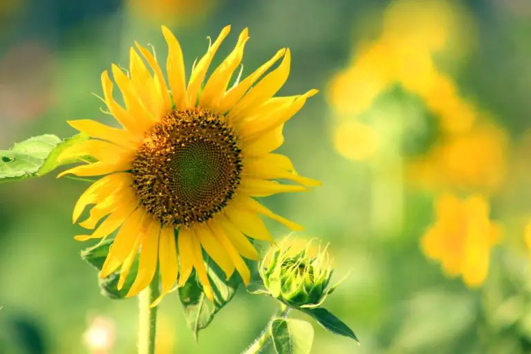 What a Sunflower Represents: Symbolism and Meaning Explained