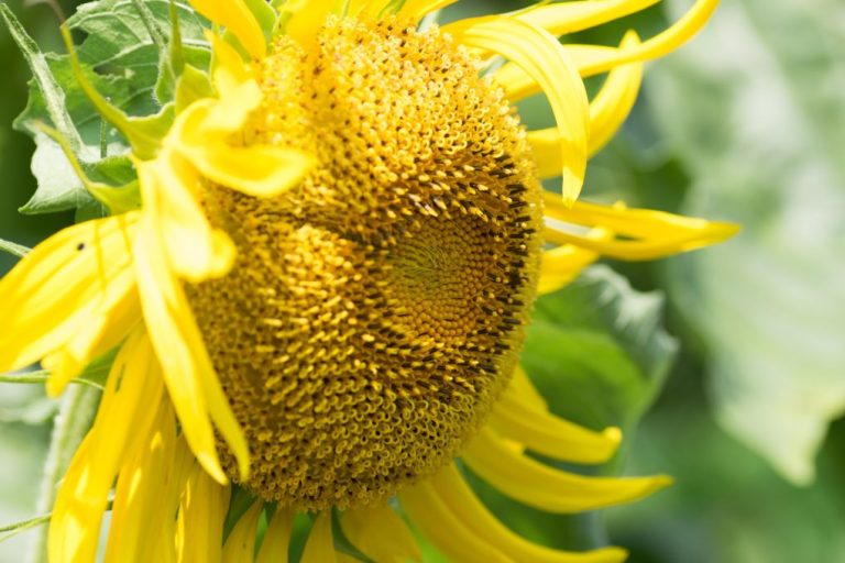 World Record: Tallest Sunflower Ever Grown