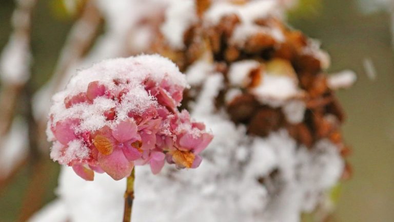 Can Hydrangea Survive Frost? Tips for Keeping Your Plants Safe
