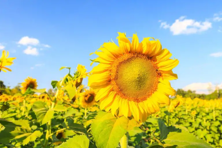 When Do Sunflowers Grow Best: A Guide to Optimal Growing Conditions