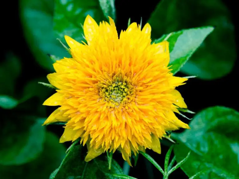Dwarf Sunflower: Characteristics and Growing Tips