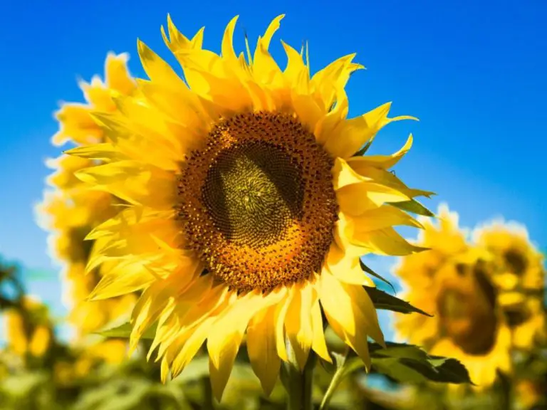 Do Giant Sunflowers Come Back? Exploring the Lifespan of These Impressive Plants