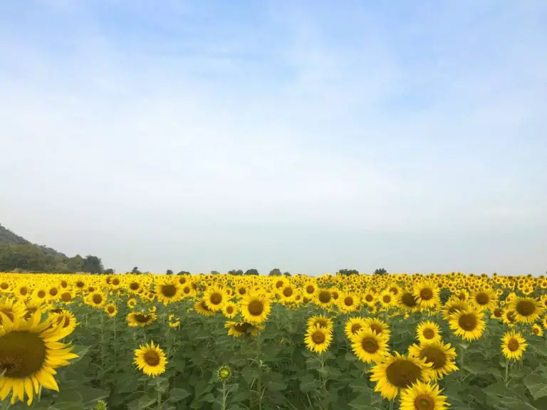 Are Sunflowers Good for Soil Health: Benefits and Risks of Sunflowers for Soil Health