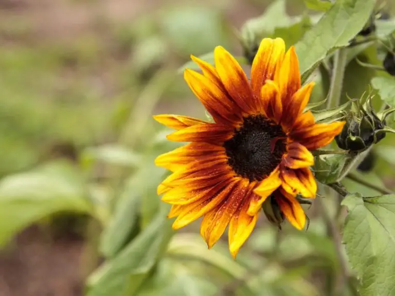 Are Dwarf Sunflowers Perennials? A Quick Guide