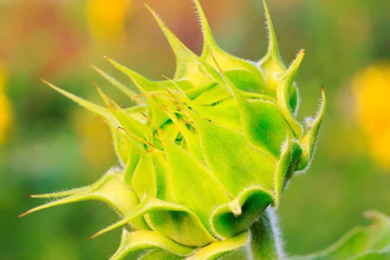 Will Sunflower Buds Open After Cutting: Factors and Methods for Opening Sunflower Buds