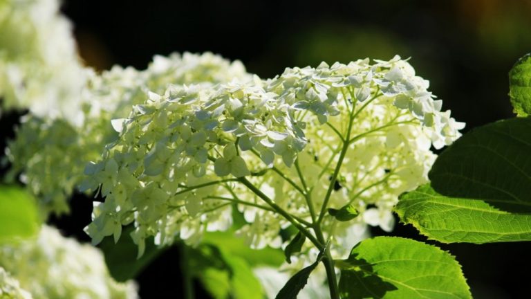 Do Hydrangeas Grow in Colorado? A Quick Guide to Growing Hydrangeas in the State