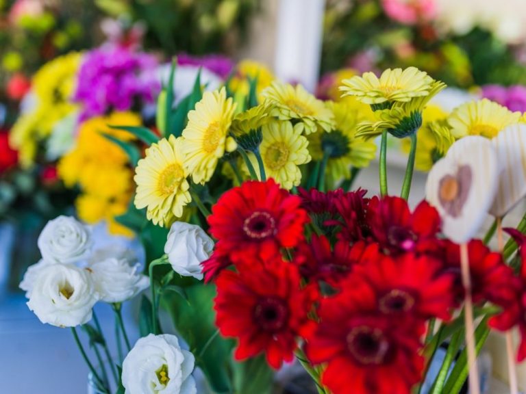 Types of Gerbera Daisies: A Comprehensive Guide