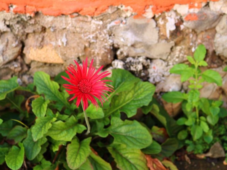 Do Gerbera Daisies Spread? Exploring the Growth Habits of Gerbera Daisies