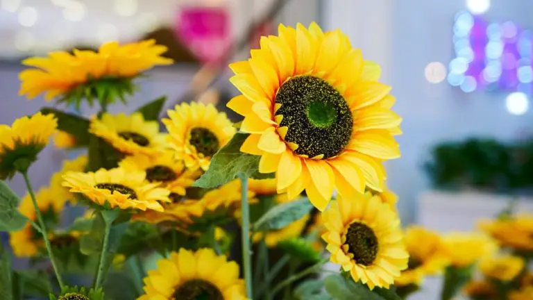 Do Dwarf Sunflowers Rebloom? Exploring the Blooming Habits of Dwarf Sunflowers