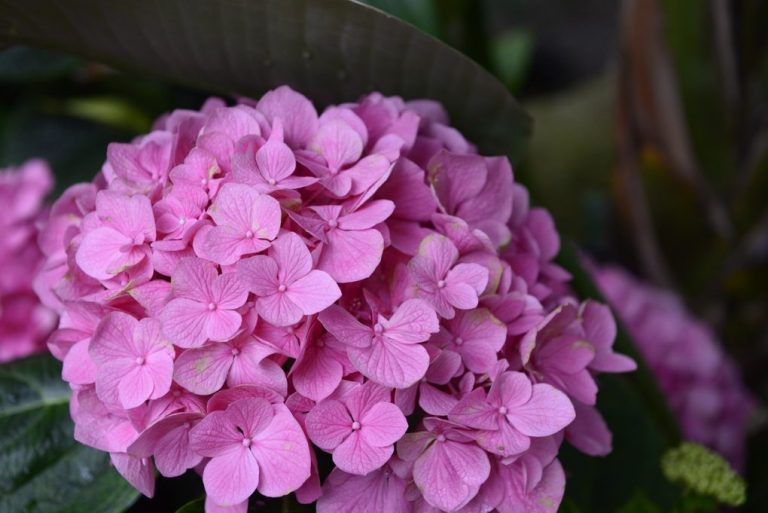 Do Hydrangeas Grow in Texas? Here’s What You Need to Know