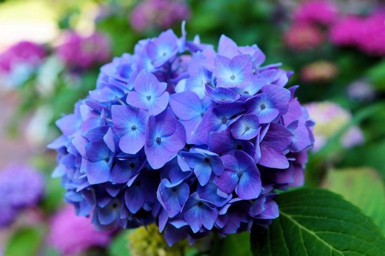 Do Hydrangeas Prefer Wet Soil? Exploring the Water Needs of Hydrangeas