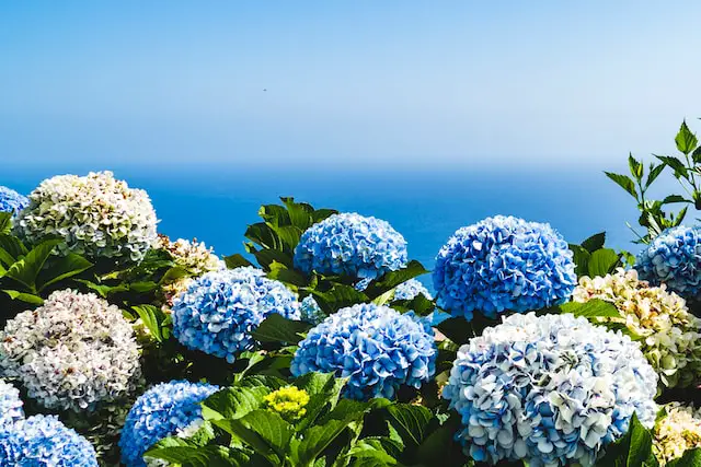 When to Fertilize Hydrangea: A Guide to Optimal Growth