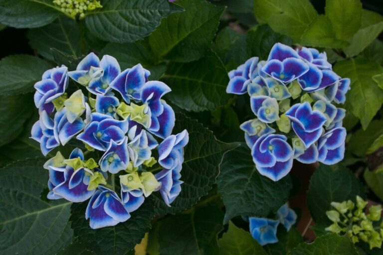 Do Hydrangeas Need Full Sun? A Guide to Optimal Growing Conditions