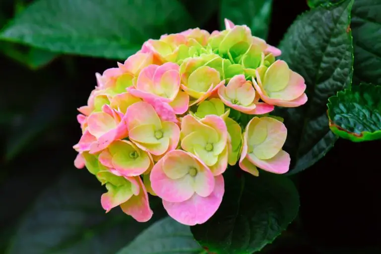When to Plant Hydrangea: Timing Tips for Optimal Growth