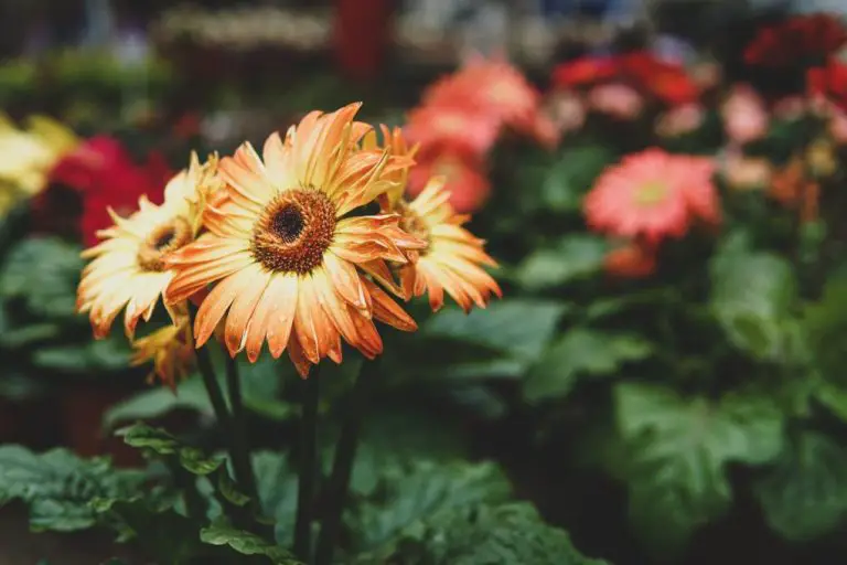 The Simple Guide to Deadheading Gerbera Daisies