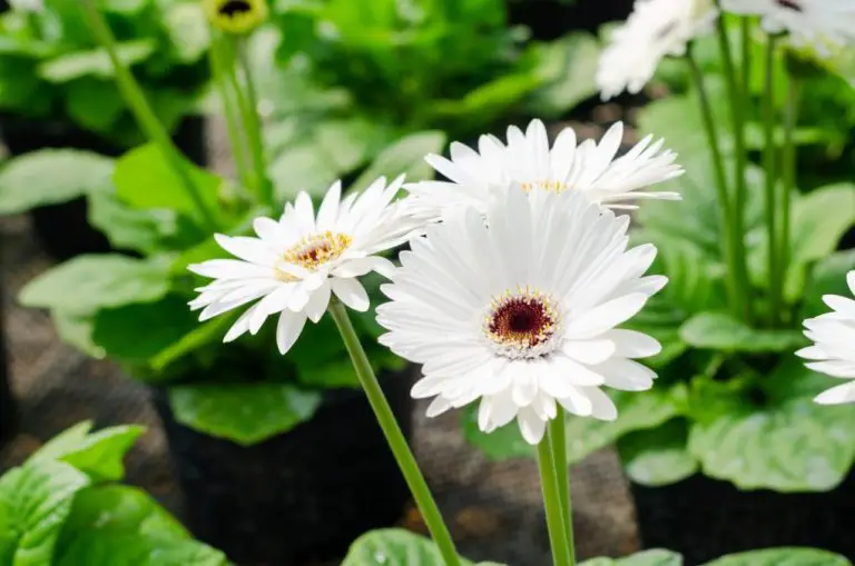 Why Your Gerbera Daisy is Not Blooming: Potential Causes and Solutions