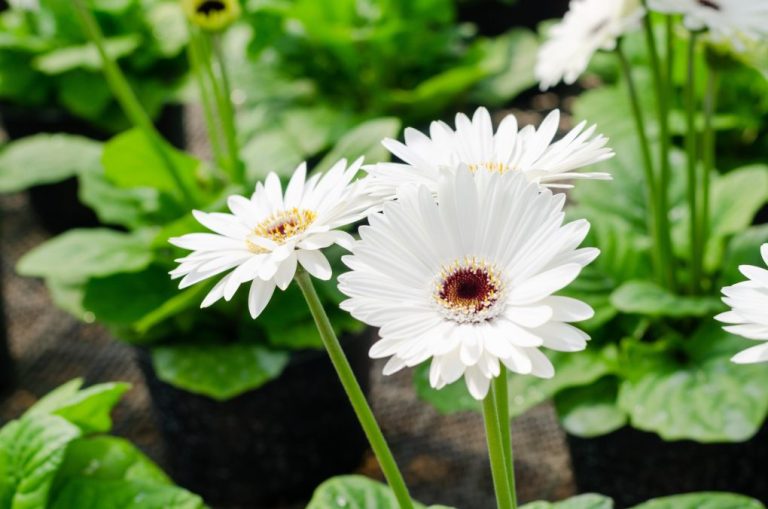 Gerbera Daisies: Do They Need Full Sun to Shine?