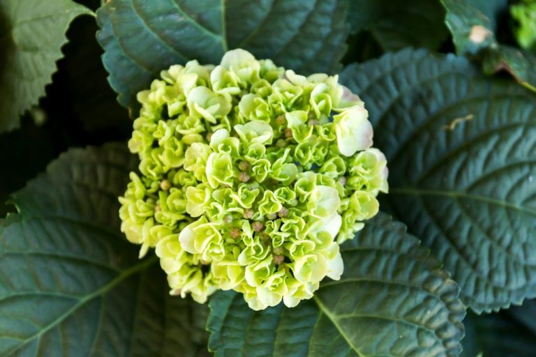 Hydrangea: Perennial or Annual?