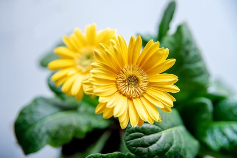 Can Gerbera Daisies Survive Winter? Tips for Keeping Your Plants Alive