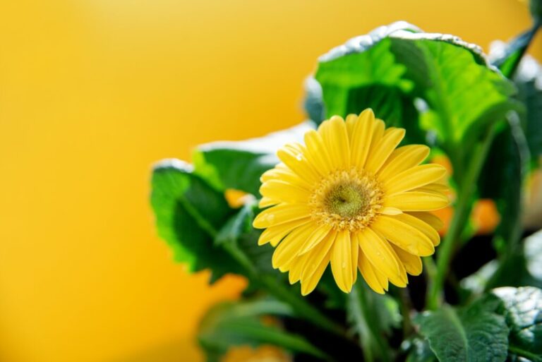 Do Gerbera Daisies Grow Back? A Quick Guide to Their Regrowth