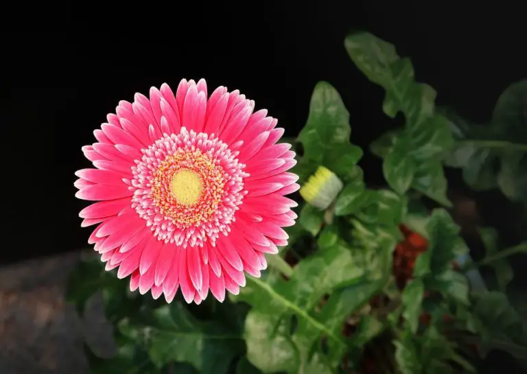 When to Plant Gerbera Daisies: A Guide for Gardeners
