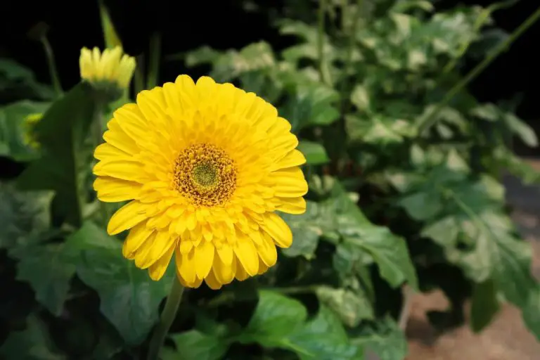 Why Gerbera Daisies Are Dying: Common Causes and Solutions