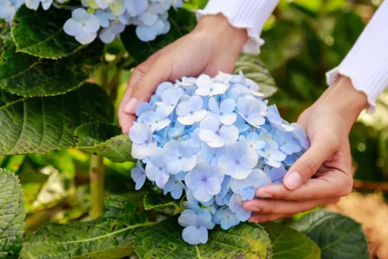 How to Revive a Hydrangea Plant: Tips and Tricks