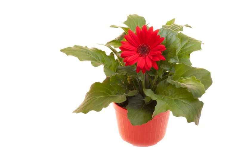 Gerbera Daisy in Pots: Tips for Growing Beautiful Blooms