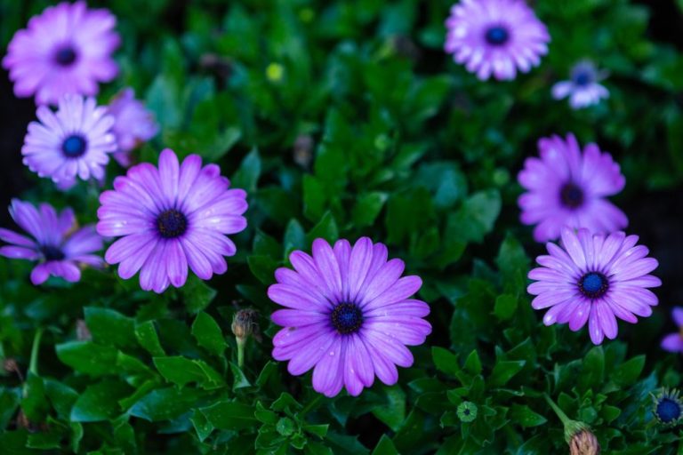 Do Gerbera Daisies Bloom All Summer? Find Out Here