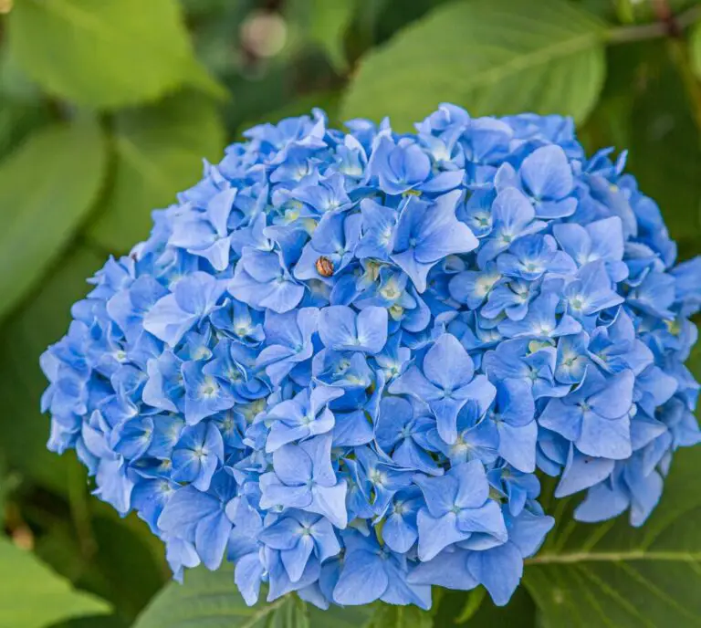Why Do Hydrangeas Change Color: Understanding the Science Behind It