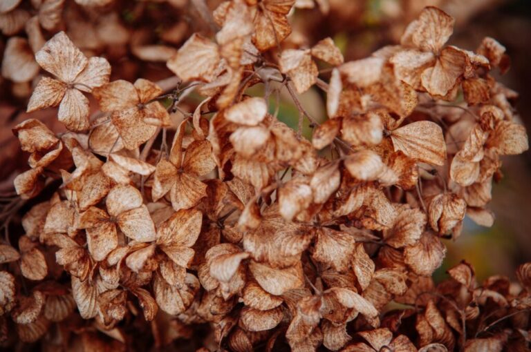 Why Do Hydrangeas Wilt So Fast: Understanding The Causes