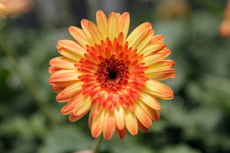 Do Gerbera Daisies Rebloom? A Comprehensive Guide