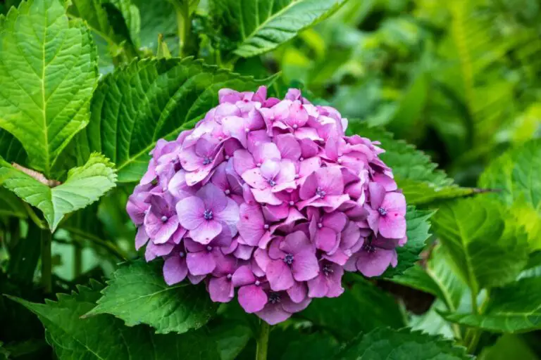 How to Propagate Hydrangea from Cuttings: A Step-by-Step Guide
