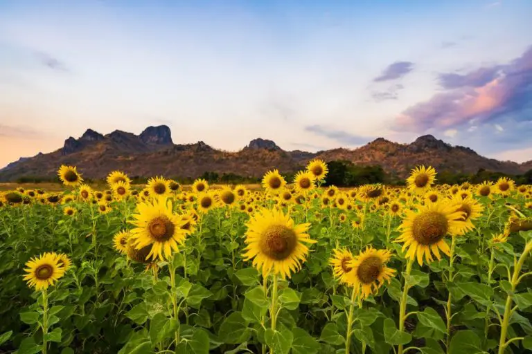 Are Giant Sunflowers Easy to Grow? Expert Answers