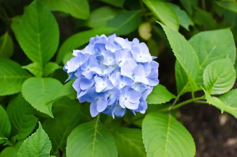 When Do Hydrangea Buds Appear: Understanding the Growth Cycle