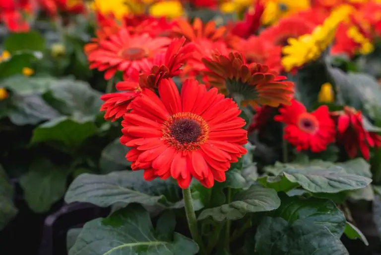 Where to Plant Gerbera Daisies: Tips for Optimal Growth