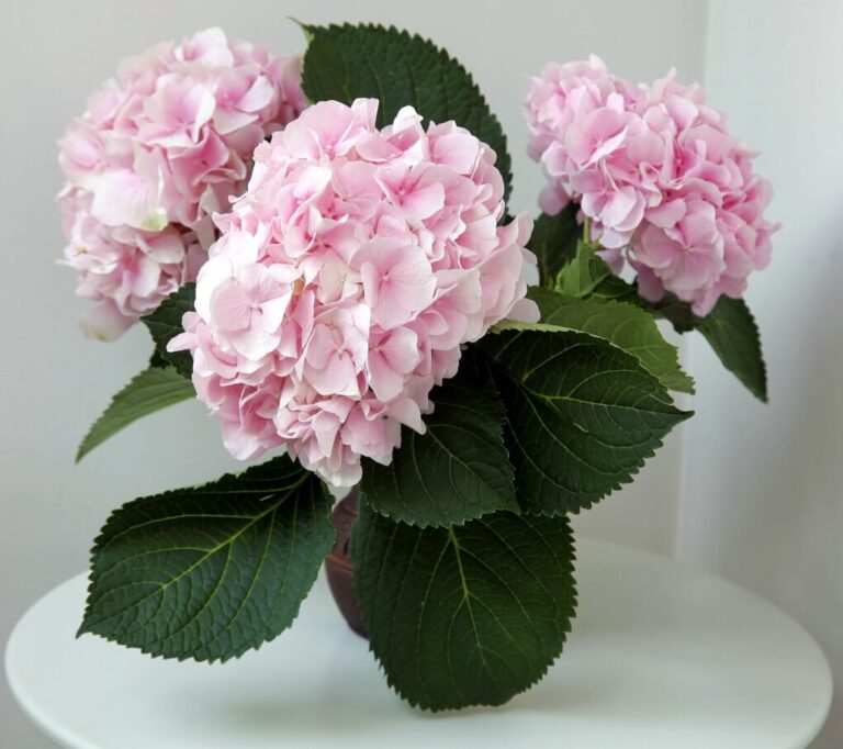 Flowers Similar to Hydrangea: Varieties and Characteristics