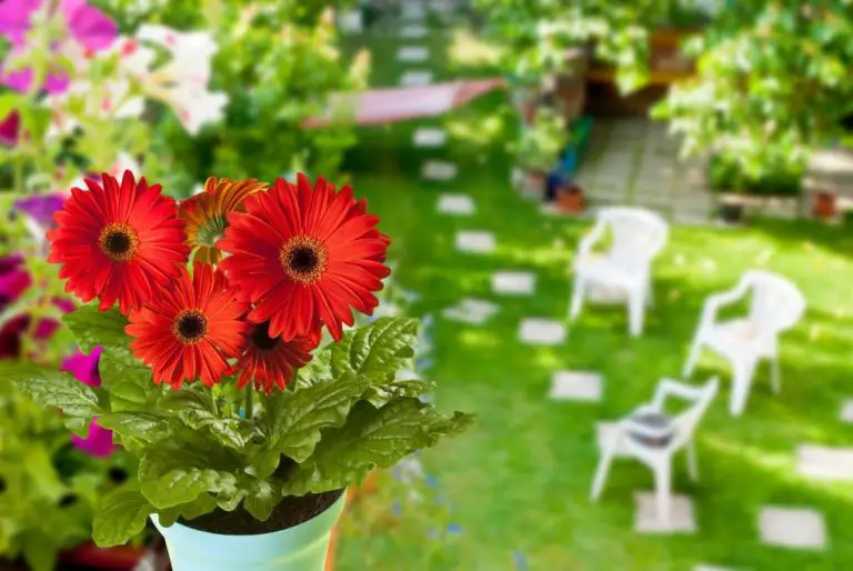 Can Gerbera Daisies Be Planted Outside? A Gardener’s Guide