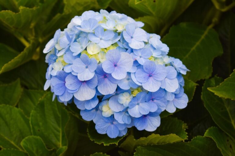 Are Hydrangeas Low Maintenance? A Comprehensive Guide